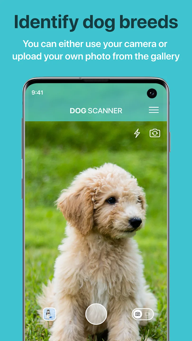 Dog Scanner 1